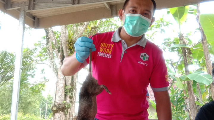 Leptospirosis Merebak Di Pacitan Jawa Timur 3 Orang Meninggal Puluhan