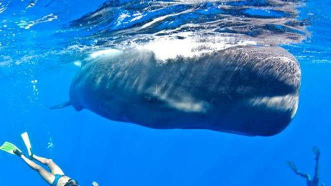 Penampakan Paus Sperma Raksasa Terdampar Di Karangasem Bali