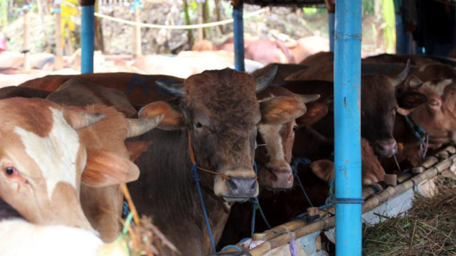 Syarat Hewan Kurban Yang Perlu Dipenuhi Dalam Perayaan Idul Adha