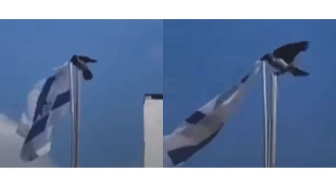 Heboh Video Burung Gagak Merobek Bendera Israel Pertanda Apa