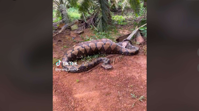 Foto Viral Penampakan Ular Piton Makan Babi