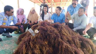 Foto Rumput Laut Jadi Solusi Permasalahan Plastik Ikut Dorong Ekonomi Biru