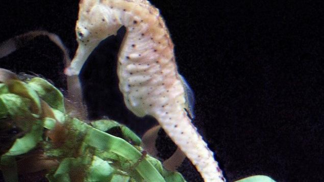 Kuda laut