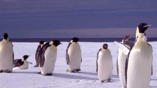 Efek Pemanasan Global: Koloni Pinguin Raib