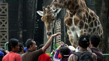 Jerapah, salah satu hewan yang digemari di Ragunan.