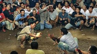 Anggota Dewan di Aceh Ditangkap saat Judi Sabung Ayam