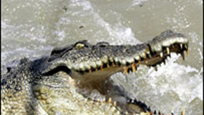 Buaya 