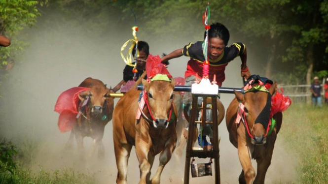 Karapan sapi.