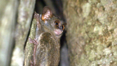 Tarsius Spectrum, primata terkecil di dunia, di Cagar Alam Tangkoko, Bitung