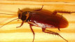 Photo Mini 1