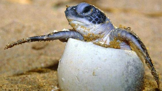 Telur penyu laut