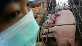 Kemenkes Bantah Virus Baru Flu Babi Ada di Indonesia