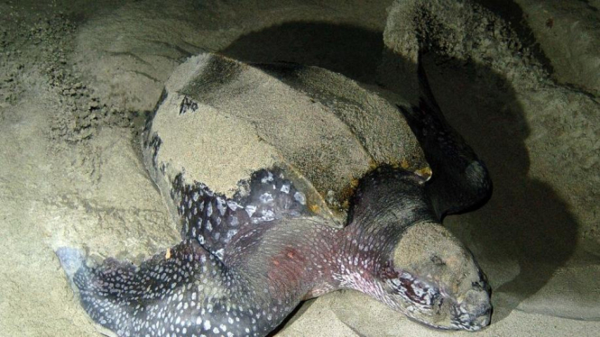 Penyu belimbing (Dermochelys coriacea).