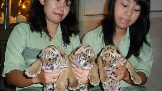 Ilustrasi anak harimau