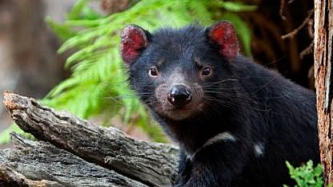 Tasmanian devil