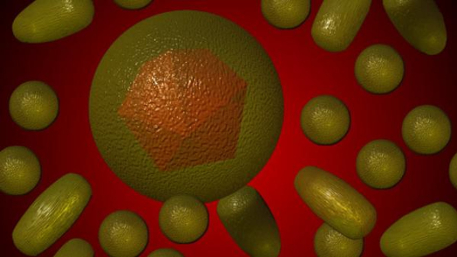 Virus hepatitis B
