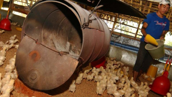 Peternakan ayam potong di Bogor