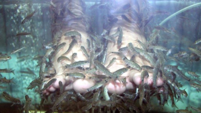 Fishspa Teraphy dikerubuti ikan Garra Rufa