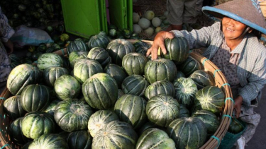 Menjual buah blewah