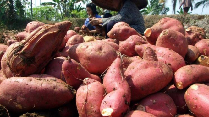 Petani memanen ubi merah 