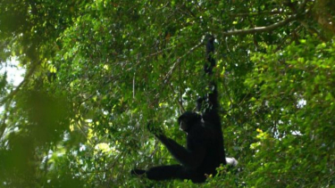Siamang atau Kera Hitam Sumatra (Symphalangus syndactylus).