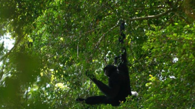 Siamang atau Kera Hitam Sumatra (Symphalangus syndactylus).