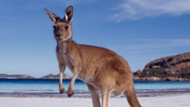 Walabi mirip dengan kanguru di Australia.
