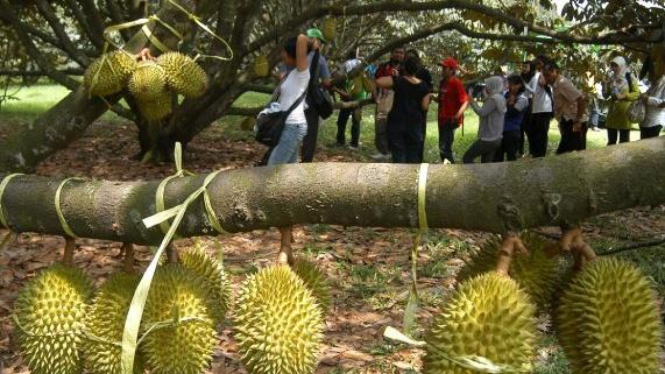 pengunjung amati buah durian lokal di taman wisata Mekarsari, Cileungsi, Bogor