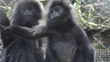 Lutung Jawa (Trachypithecus Auratus Mauritus)