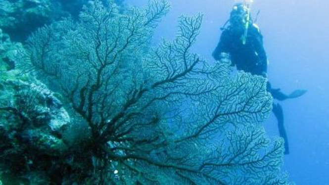 Terumbu karang perairan Pulau Hoga, Wakatobi, Sulawesi