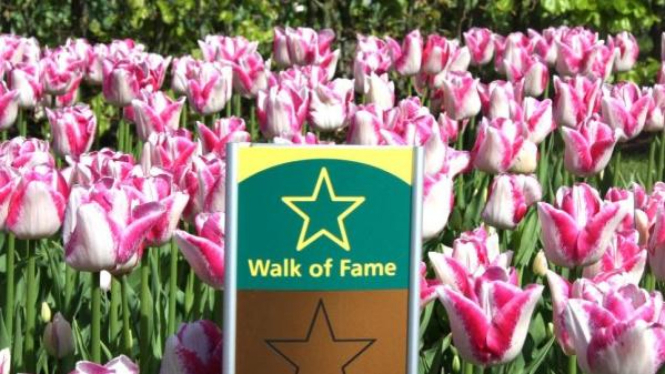 Tulip Del Piero di taman bunga Keukenhof, Belanda.