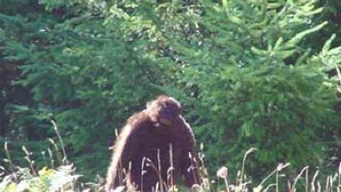 Makhluk diduga Bigfoot di Amerika Serikat
