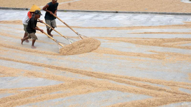 Sejumlah pekerja melakukan proses pengeringan gabah hasil panen padi.
