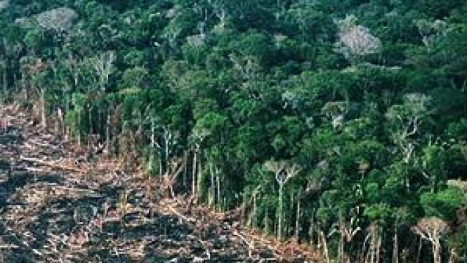 Hutan gundul akibat pembakaran lahan