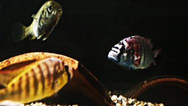 Ikan jantan Cichlid hendak bertarung, ikan betina mengawasi 