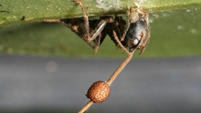 Semut kayu (Camponotus leonardi)