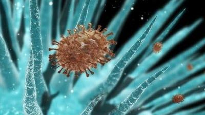 Virus Flu Babi