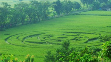 Crop Circle di persawahan Berbah, Sleman