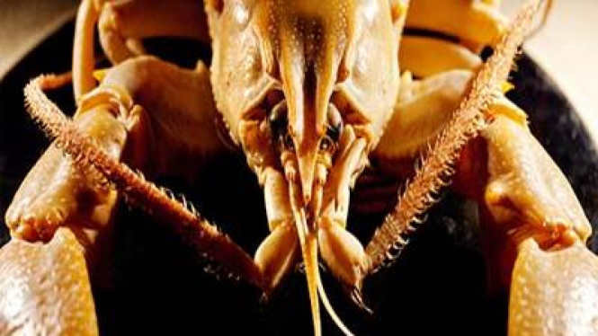 Lobster air tawar berjenggot