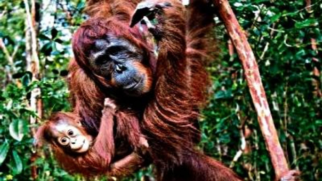 Orangutan, memiliki 97% kemiripan genetika dengan manusia