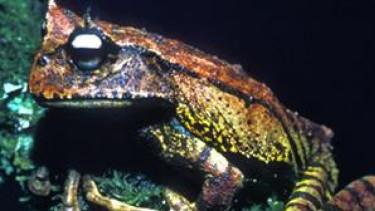Kodok pohon (Gastrotheca guentheri)