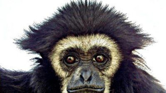 Kera Siamang 'Bicara' dengan Aksen Berbeda