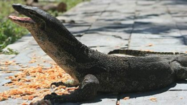 Seekor Biawak (Varanus salvator)
