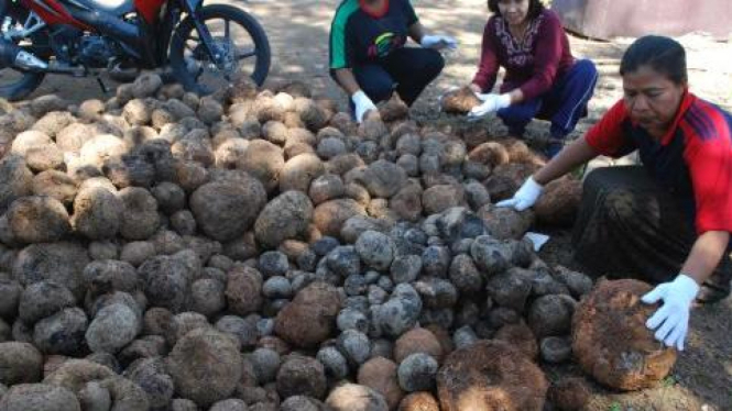 Porang atau umbi hutan (Amorphophallus Onchophyllus) di Madiun