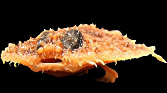 Ikan Pancake Batfish