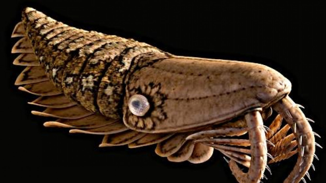 Anomalocaridid