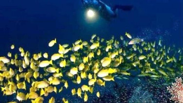 Ilutrasi  Diving
