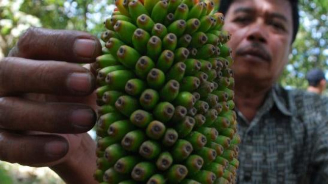 Bunga porang, bahan baku industri lem