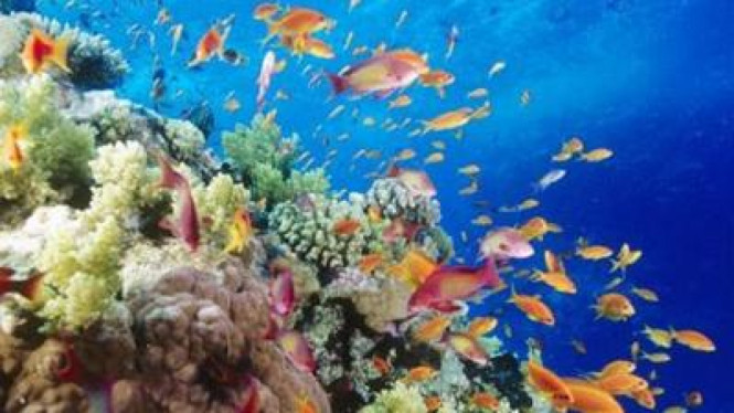 Kehidupan bawah laut