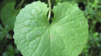 Manfaat Daun Meniran dan Pegagan, Jaga Imunitas Hingga Anti Inflamasi